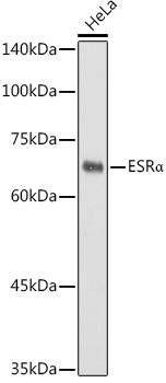 ESRAlpha Rabbit Polyclonal Antibody