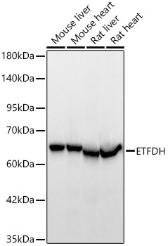 ETFDH Rabbit Polyclonal Antibody