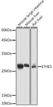 ETHE1 Rabbit Polyclonal Antibody