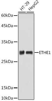 ETHE1 Rabbit Polyclonal Antibody - Image 2