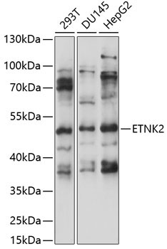 ETNK2 Rabbit Polyclonal Antibody