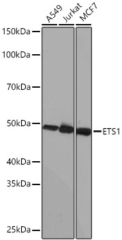 ETS1 Rabbit Monoclonal Antibody