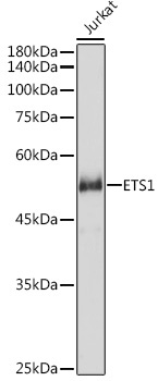 ETS1 Rabbit Polyclonal Antibody