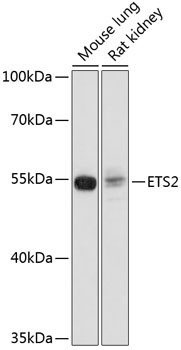 ETS2 Rabbit Polyclonal Antibody