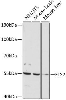ETS2 Rabbit Polyclonal Antibody