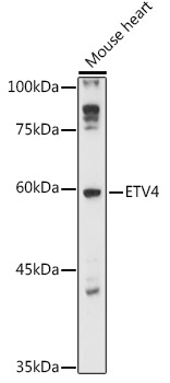 ETV4 Rabbit Polyclonal Antibody