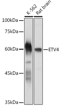 ETV4 Rabbit Polyclonal Antibody