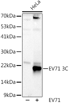 EV71 3C Rabbit Polyclonal Antibody