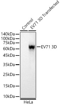 EV71 3D Rabbit Monoclonal Antibody