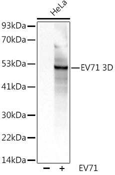 EV71 3D Rabbit Polyclonal Antibody
