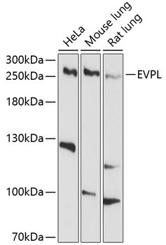 EVPL Rabbit Polyclonal Antibody