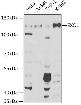 EXO1 Rabbit Polyclonal Antibody