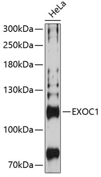 EXOC1 Rabbit Polyclonal Antibody