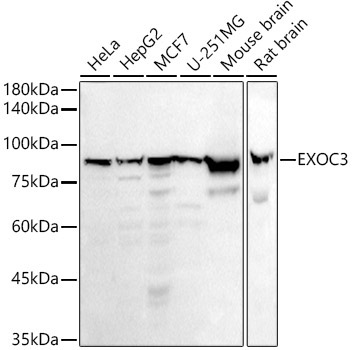 EXOC3 Rabbit Monoclonal Antibody