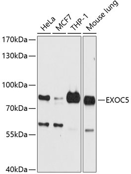 EXOC5 Rabbit Polyclonal Antibody