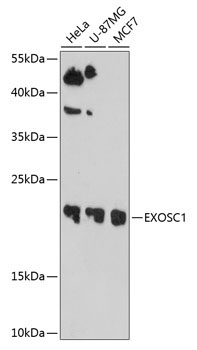 EXOSC1 Rabbit Polyclonal Antibody