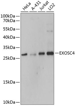 EXOSC4 Rabbit Polyclonal Antibody