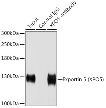 Exportin 5 (XPO5) Rabbit Polyclonal Antibody - Image 5