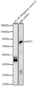 EXT1 Rabbit Polyclonal Antibody