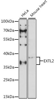 EXTL2 Rabbit Polyclonal Antibody