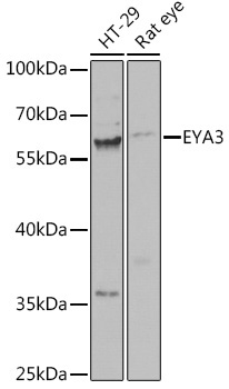 EYA3 Rabbit Polyclonal Antibody