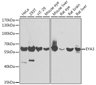 EYA3 Rabbit Polyclonal Antibody