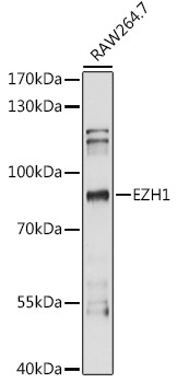 EZH1 Rabbit Polyclonal Antibody