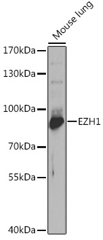 EZH1 Rabbit Polyclonal Antibody