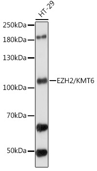 EZH2/KMT6 Rabbit Polyclonal Antibody