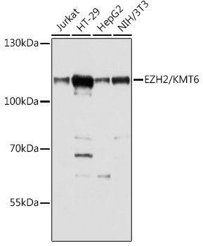 EZH2/KMT6 Rabbit Polyclonal Antibody