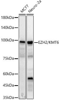 EZH2/KMT6 Rabbit Polyclonal Antibody