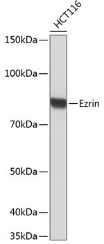 Ezrin Rabbit Monoclonal Antibody