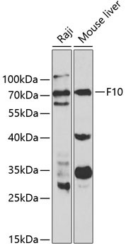 F10 Rabbit Polyclonal Antibody