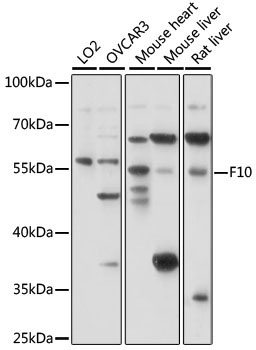 F10 Rabbit Polyclonal Antibody