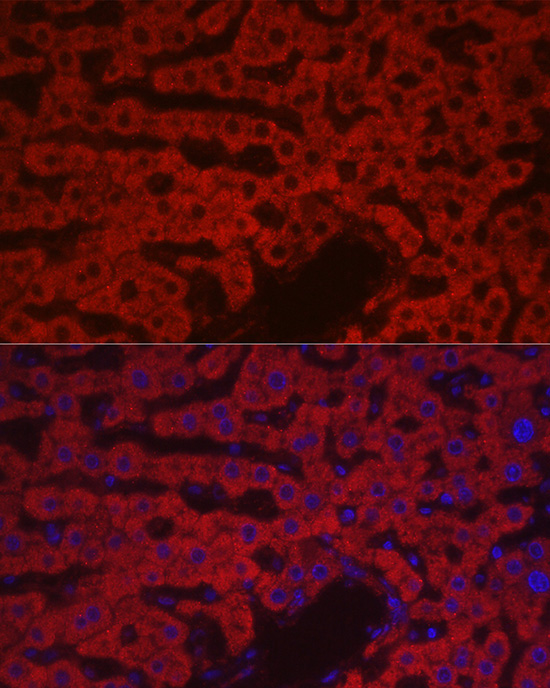 F10 Rabbit Polyclonal Antibody - Image 2