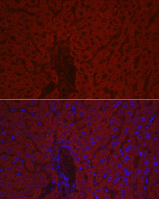 F10 Rabbit Polyclonal Antibody - Image 3