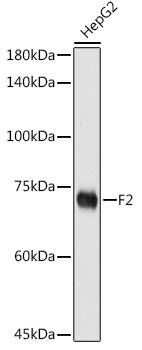 F2 Rabbit Polyclonal Antibody