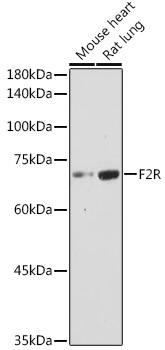 F2R Rabbit Polyclonal Antibody