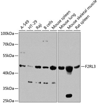 F2RL3 Rabbit Polyclonal Antibody