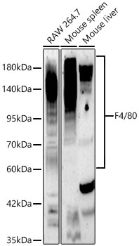 F4/80 Rabbit Polyclonal Antibody