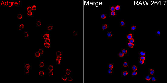 F4/80 Rabbit Polyclonal Antibody - Image 2