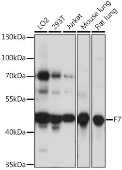 F7 Rabbit Polyclonal Antibody