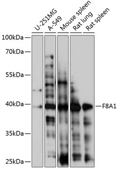 F8A1 Rabbit Polyclonal Antibody