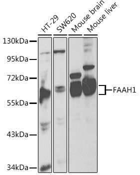 FAAH1 Rabbit Polyclonal Antibody