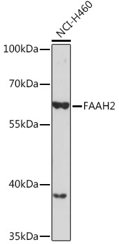 FAAH2 Rabbit Polyclonal Antibody