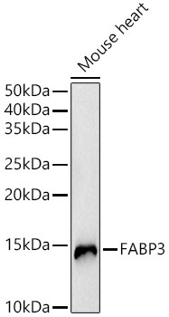 FABP3 Rabbit Polyclonal Antibody