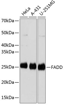 FADD Rabbit Monoclonal Antibody