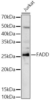 FADD Rabbit Polyclonal Antibody