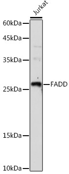 FADD Rabbit Polyclonal Antibody - Image 2