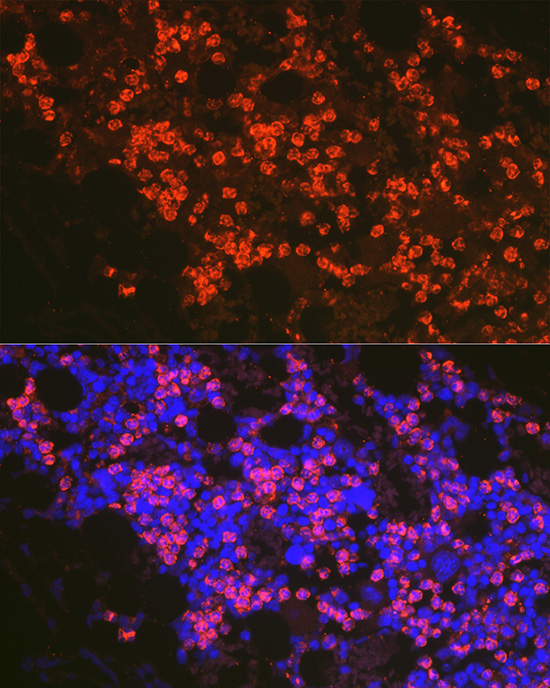 FADD Rabbit Polyclonal Antibody - Image 3